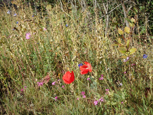 Wild flowers on Echo Lake, Montana.